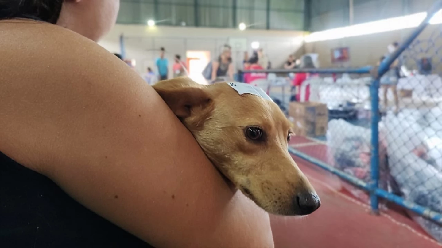 Unidade móvel de castração animal realiza mutirão por regiões em Taubaté