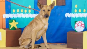 Feira de adoção de animais acontece neste sábado
