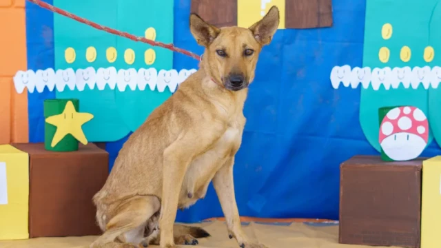 Feira de adoção de animais acontece neste sábado