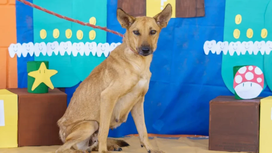 Feira de adoção de animais acontece neste sábado Feira de adoção de animais acontece neste sábado