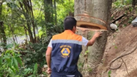 Operação conjunta remove árvore de 30 metros em Quiririm