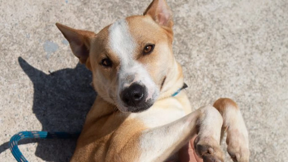 Taubaté Shopping promove Feira de Adoção Pet em parceria com ONG Chico Pata Taubaté Shopping promove Feira de Adoção Pet em parceria com ONG Chico Pata