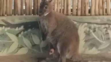 Selva Viva celebra nascimento de filhote de canguru em Taubaté