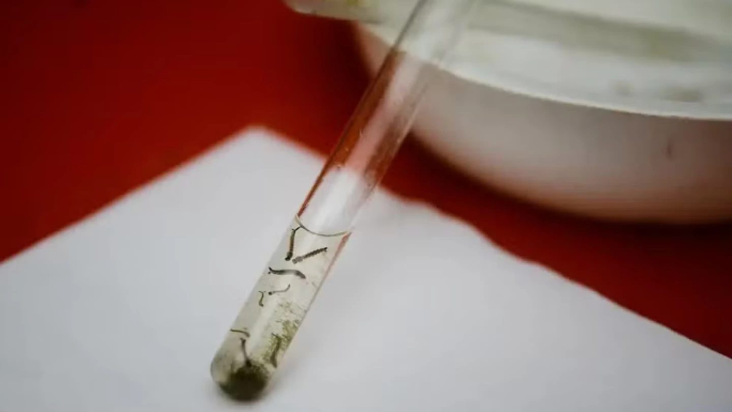 Taubaté divulga análise larvária do mosquito da dengue e identifica bairros com maiores incidências