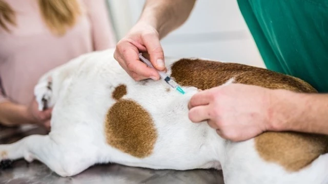 Taubaté realiza vacinação antirrábica no Jardim Maria Augusta nesta quinta-feira (21)
