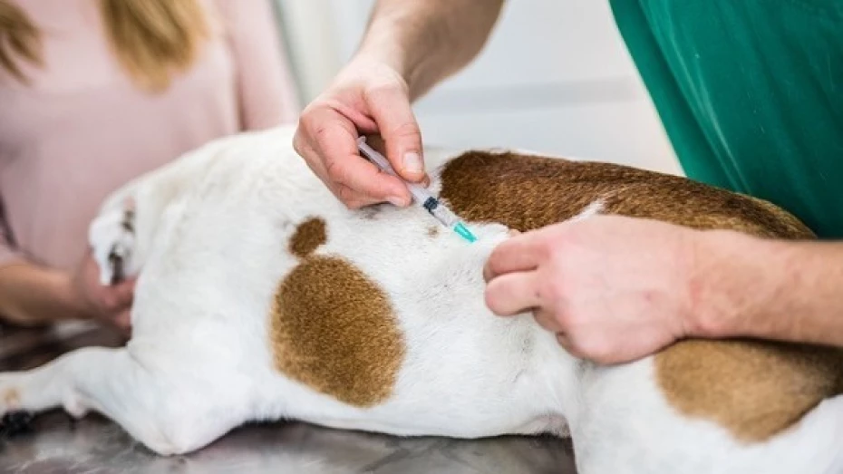 Taubaté realiza vacinação antirrábica no Jardim Maria Augusta nesta quinta-feira (21)