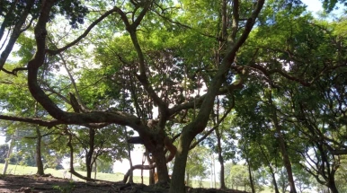 Palestrantes da 1ª Conferência Municipal de Meio Ambiente de Taubaté são divulgados