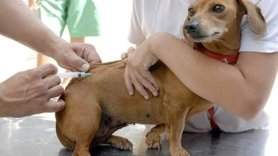 Taubaté realiza vacinação antirrábica para cães e gatos nesta quinta (6) e sexta-feira (7)