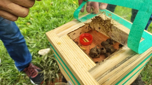 Novas colmeias de abelhas nativas são implantadas no Parque do Itaim em Taubaté