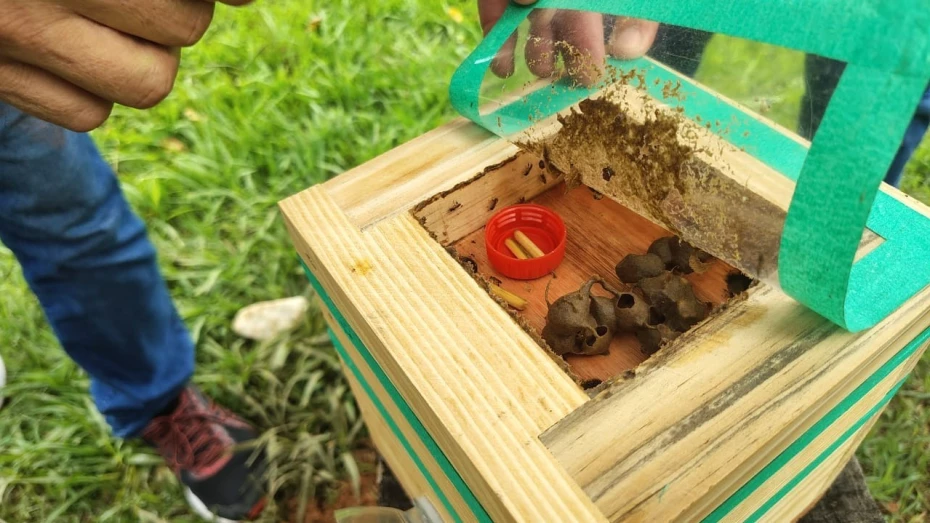 Novas colmeias de abelhas nativas são implantadas no Parque do Itaim em Taubaté