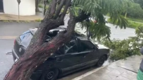 Temporal com ventos de 101 km/h derruba 43 árvores e causa estragos em Taubaté