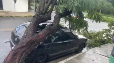 Temporal com ventos de 101 km/h derruba 43 árvores e causa estragos em Taubaté