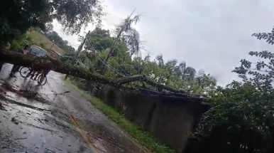 Árvore cai no bairro Caieiras, em Taubaté, nesta quarta-feira (12)