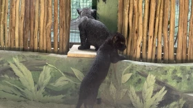 Filhotes de 'pantera negra' nascidas em projeto em Taubaté de proteção animal recebem visitas do público