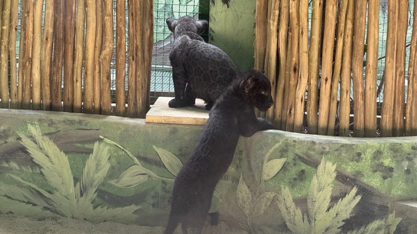 Filhotes de 'pantera negra' nascidas em projeto em Taubaté de proteção animal recebem visitas do público
