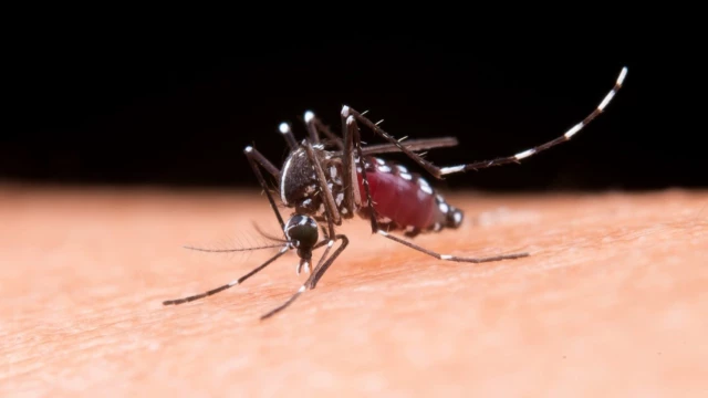 Taubaté decreta situação de emergência por epidemia de dengue