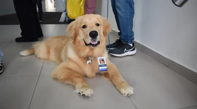 Projeto da Medicina UNITAU leva pets para visitar pacientes internados Projeto da Medicina UNITAU leva pets para visitar pacientes internados
