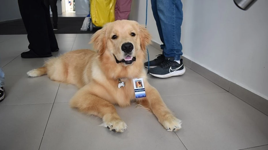 Projeto da Medicina UNITAU leva pets para visitar pacientes internados Projeto da Medicina UNITAU leva pets para visitar pacientes internados