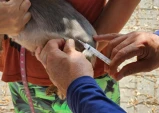Região do Santa Isabel e Parque São Luís tem dia de vacinação antirrábica nesta quinta-feira (8)