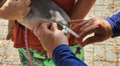 Região do Santa Isabel e Parque São Luís tem dia de vacinação antirrábica nesta quinta-feira (8)