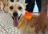 Feira de adoção de cães e gatos é realizada neste sábado (10)