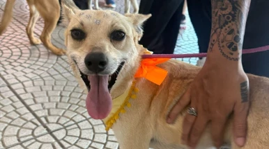 Feira de adoção de cães e gatos é realizada neste sábado (10) Feira de adoção de cães e gatos é realizada neste sábado (10)