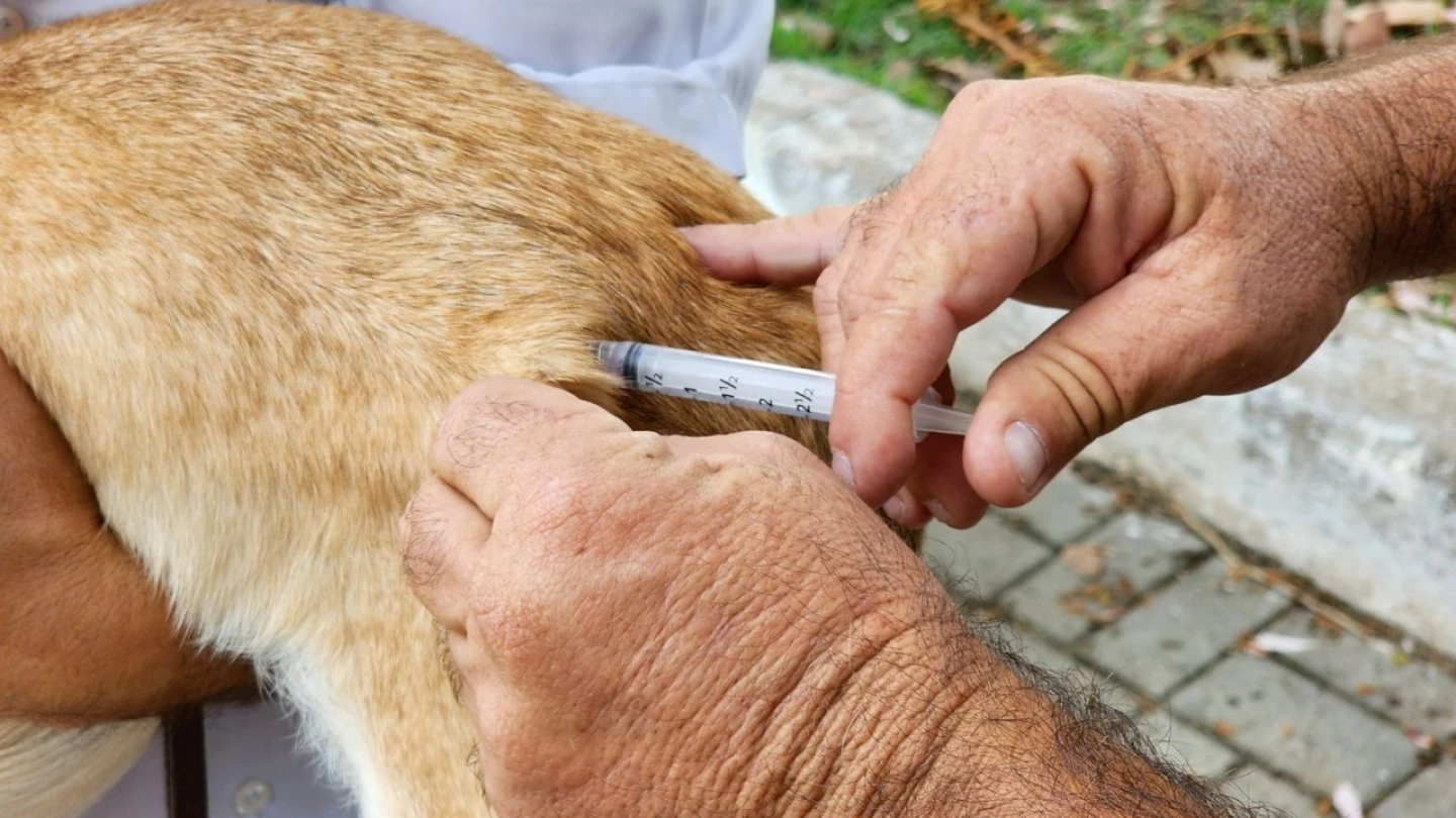 Prefeitura disponibiliza vacinação antirrábica na região central