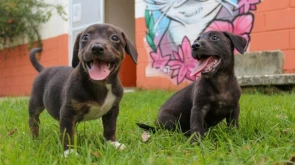 Taubaté: Fundo Social promove bazar beneficente em prol dos animais do CCZ de Taubaté