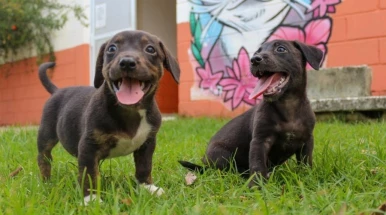 Fundo Social promove bazar beneficente em prol dos animais do CCZ de Taubaté
