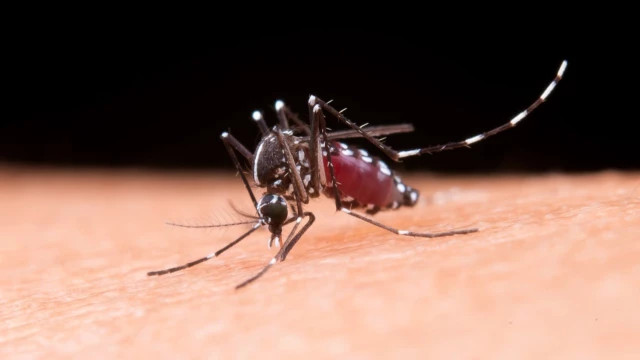 Taubaté soma quase 3 mil casos de dengue no primeiro semestre, mas não registra mortes em 2025