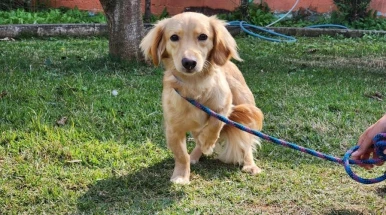 Feira de adoção de animais e microchipagem acontece nesta sexta (25), na praça Santa Terezinha