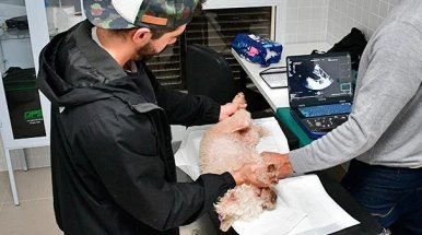 Clínica Veterinária UNITAU amplia atendimentos com novas especialidades