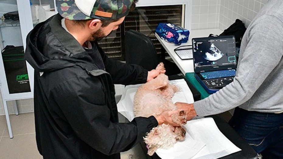 Clínica Veterinária UNITAU amplia atendimentos com novas especialidades