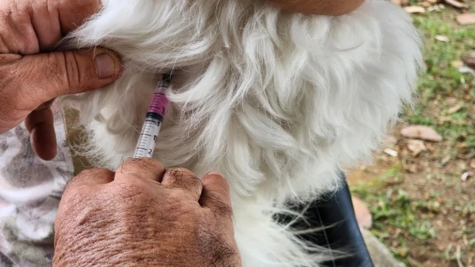 Prefeitura de Taubaté realiza campanha de vacinação antirrábica na Vila São José