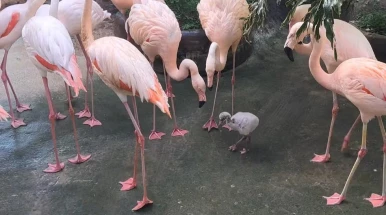 Projeto Selva Viva registra nascimento de flamingo e gato-do-mato-pequeno