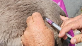 Prefeitura de Taubaté realiza vacinação antirrábica de cães e gatos na Praça Santa Terezinha Prefeitura de Taubaté realiza vacinação antirrábica de cães e gatos na Praça Santa Terezinha