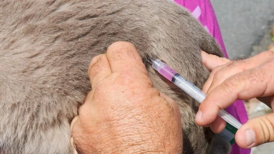 Prefeitura de Taubaté realiza vacinação antirrábica de cães e gatos na Praça Santa Terezinha Prefeitura de Taubaté realiza vacinação antirrábica de cães e gatos na Praça Santa Terezinha