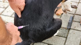 Prefeitura de Taubaté realiza vacinação antirrábica de cães e gatos no Água Quente Prefeitura de Taubaté realiza vacinação antirrábica de cães e gatos no Água Quente