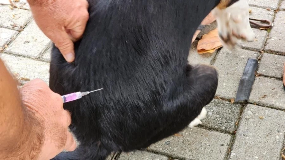 Prefeitura de Taubaté realiza vacinação antirrábica de cães e gatos no Água Quente Prefeitura de Taubaté realiza vacinação antirrábica de cães e gatos no Água Quente