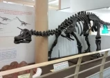 Museu de História Natural recebe lançamento de livro sobre a paleontologia no Vale do Paraíba