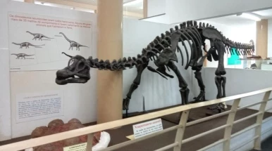 Museu de História Natural recebe lançamento de livro sobre a paleontologia no Vale do Paraíba