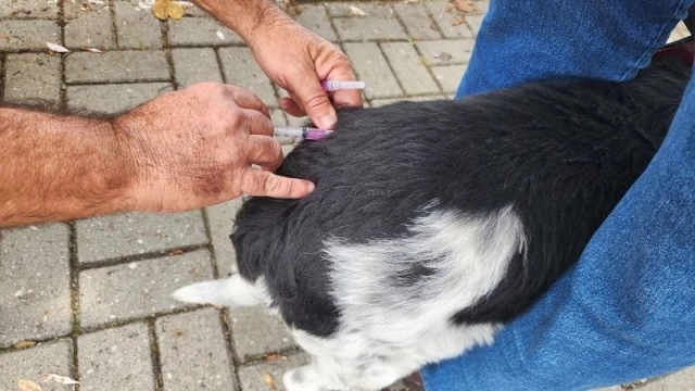 Prefeitura de Taubaté realiza vacinação antirrábica de cães e gatos no Bonfim