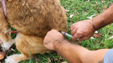 Prefeitura de Taubaté realiza vacinação antirrábica de cães e gatos no São Gonçalo Prefeitura de Taubaté realiza vacinação antirrábica de cães e gatos no São Gonçalo