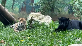 Filhotes de onça-pintada nascidos em Taubaté são transferidos a outros estados Filhotes de onça-pintada nascidos em Taubaté são transferidos a outros estados