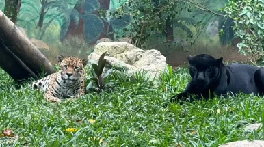 Filhotes de onça-pintada nascidos em Taubaté são transferidos a outros estados