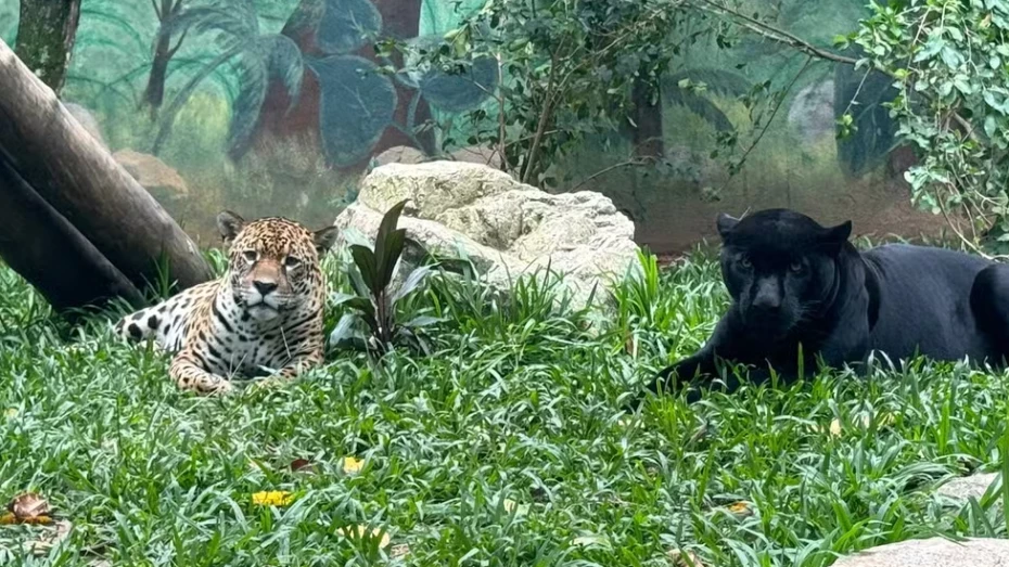 Filhotes de onça-pintada nascidos em Taubaté são transferidos a outros estados Filhotes de onça-pintada nascidos em Taubaté são transferidos a outros estados