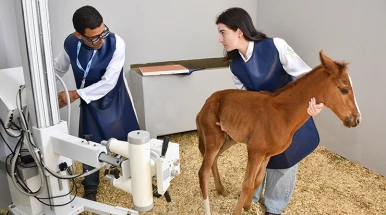 UNITAU amplia serviços veterinários com Clínica de Equinos voltada à comunidade e à formação prática de alunos