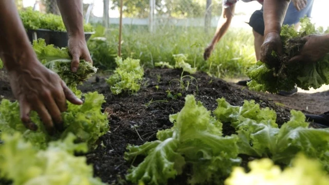 Oficinas do programa Estratégia Alimenta Cidade estão com inscrições abertas em Taubaté