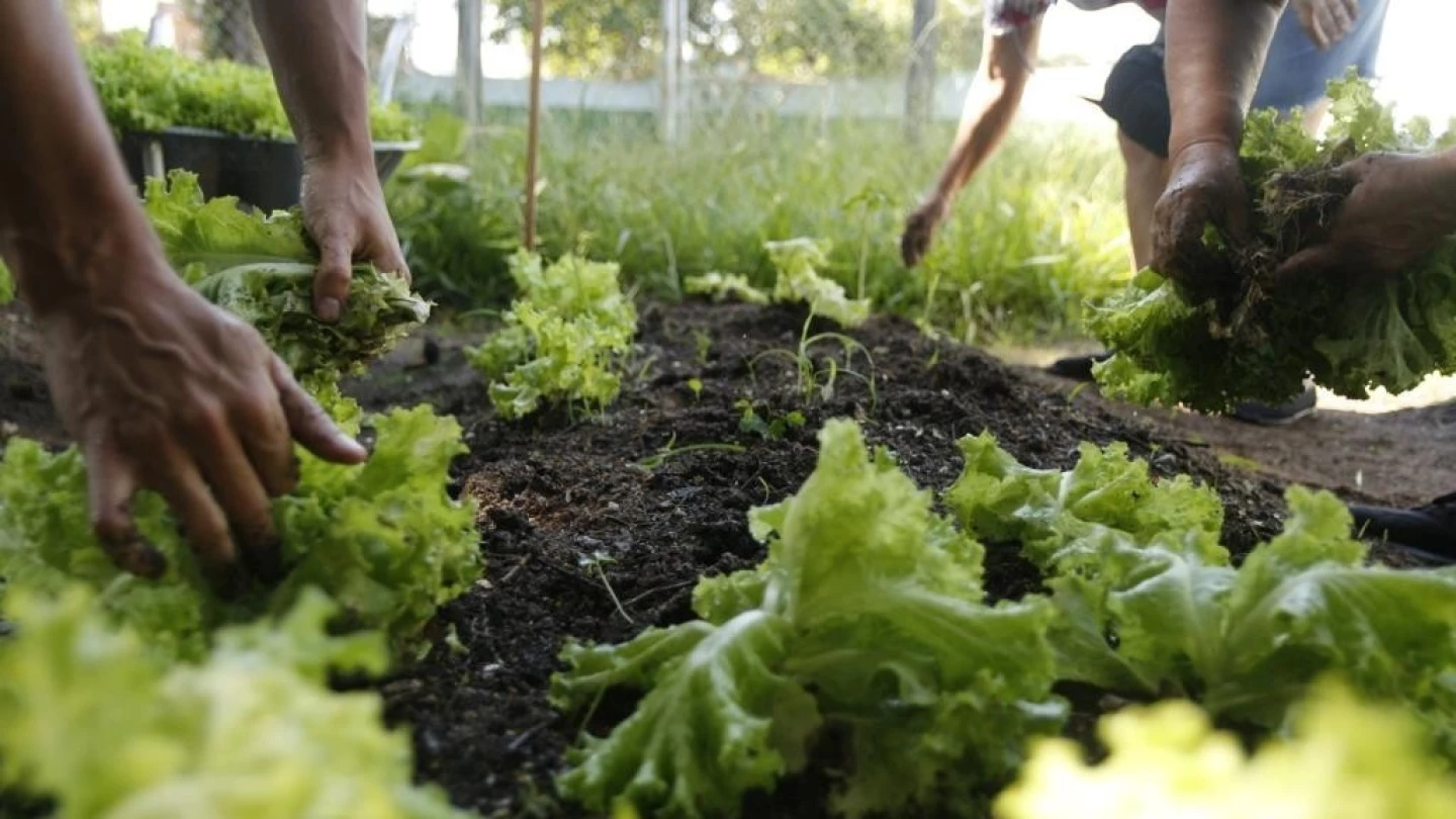 Oficinas do programa Estratégia Alimenta Cidade estão com inscrições abertas em Taubaté