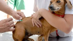 Taubaté: Prefeitura realiza vacinação antirrábica de cães e gatos no Novo Horizonte